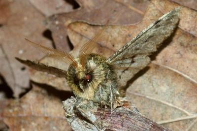 <i>Apocheima hispidaria</i>