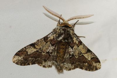 <i>Biston strataria</i>