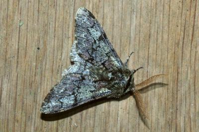 <i>Biston strataria</i>