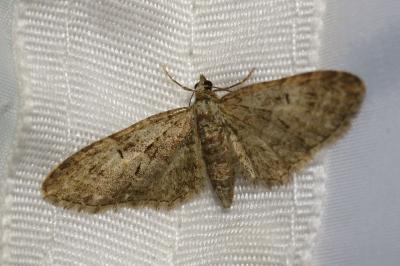 <i>Eupithecia abbreviata</i>