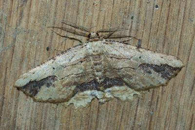<i>Menophra abruptaria</i>