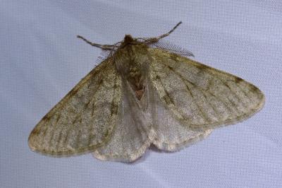 <i>Phigalia pilosaria</i>