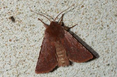 <i>Cerastis rubricosa</i>