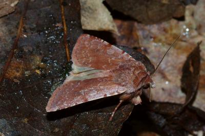 <i>Cerastis rubricosa</i>
