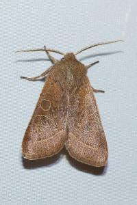 <i>Orthosia cerasi</i>