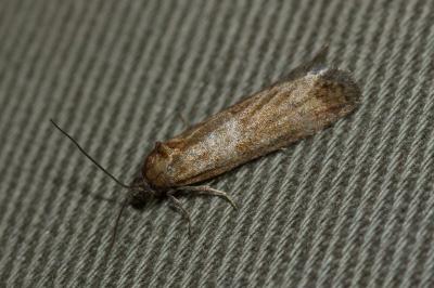 <i>Tortricodes alternella</i>