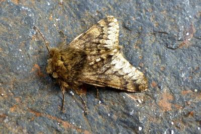 <i>Apocheima hispidaria</i>
