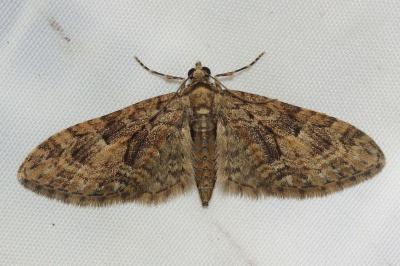<i>Eupithecia abbreviata</i>