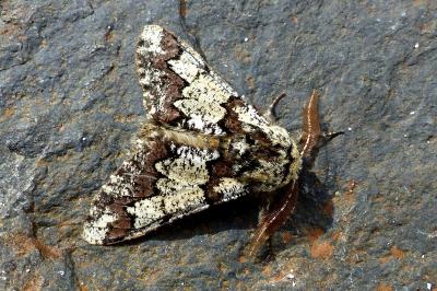 <i>Biston strataria</i>
