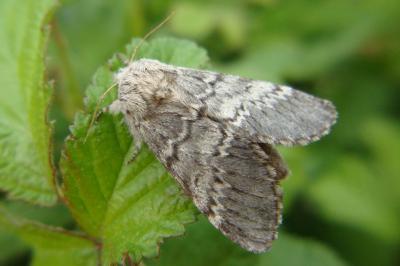 <i>Drymonia ruficornis</i>
