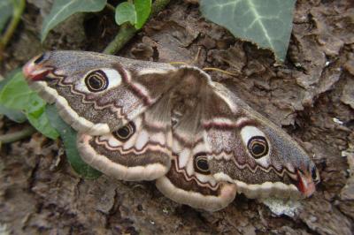 <i>Saturnia pavonia</i>