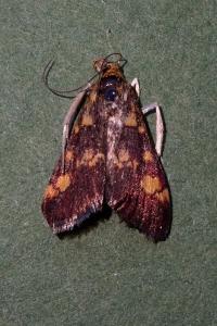 <i>Pyrausta aurata</i>