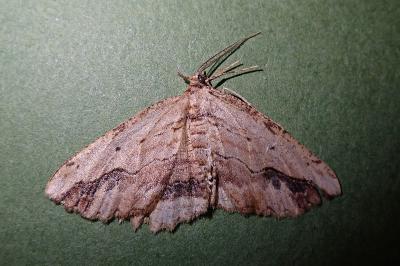 <i>Menophra abruptaria</i>