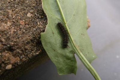 <i>Manulea complana</i>