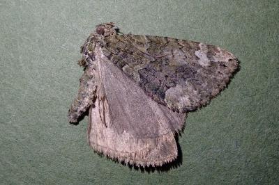 <i>Chloroclysta siterata</i>