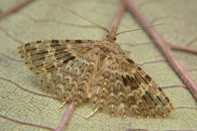 <i>Alucita hexadactyla</i>