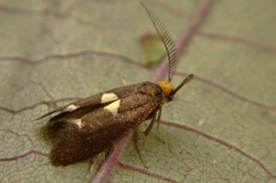 <i>Incurvaria masculella</i>
