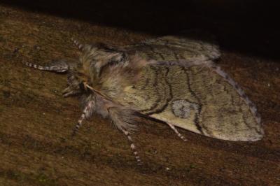 <i>Achlya flavicornis</i>