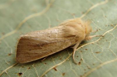 <i>Sesamia nonagrioides</i>