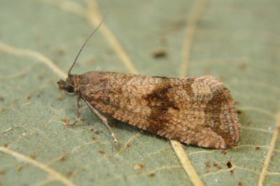 <i>Celypha striana</i>