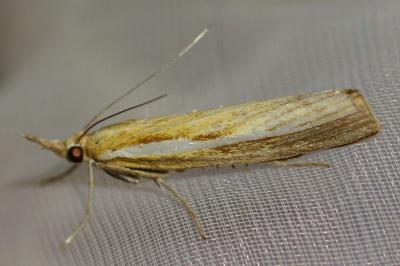 <i>Agriphila tristella</i>