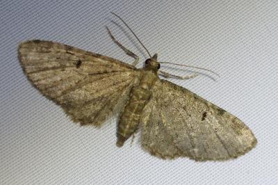 <i>Eupithecia virgaureata</i>