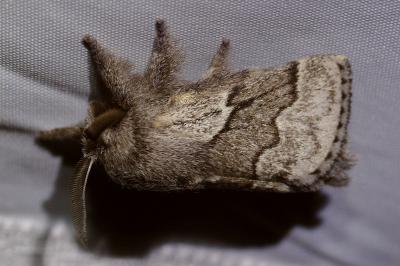 Trichiura crataegi
