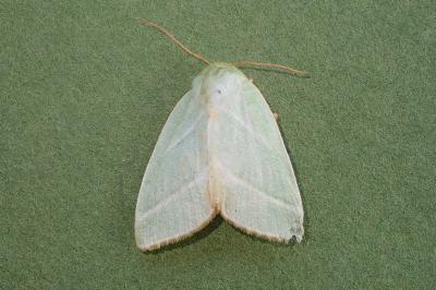 <i>Pseudoips prasinanus</i>