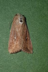 <i>Mythimna albipuncta</i>