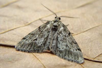 <i>Tephronia sepiaria</i>