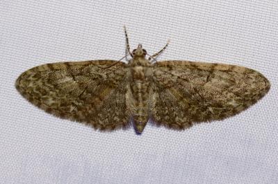 <i>Eupithecia abbreviata</i>