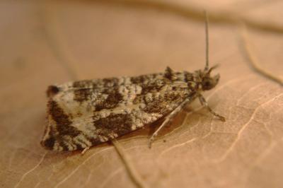 <i>Celypha lacunana</i>