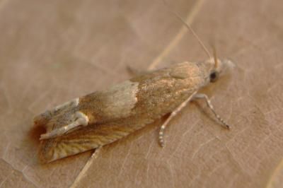 <i>Eucosma conterminana</i>