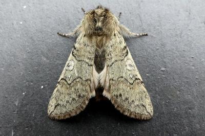 <i>Achlya flavicornis</i>