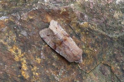 <i>Orthosia incerta</i>