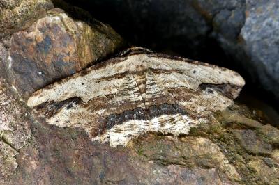 <i>Menophra abruptaria</i>