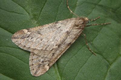 <i>Alsophila aescularia</i>