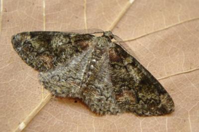 <i>Cleorodes lichenaria</i>