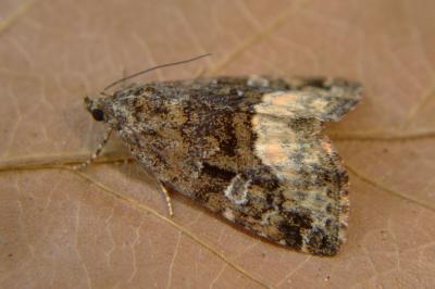 <i>Deltote pygarga</i>