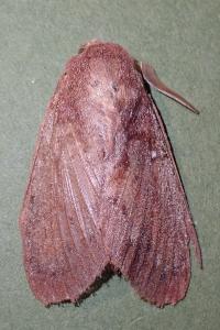 <i>Dendrolimus pini</i>