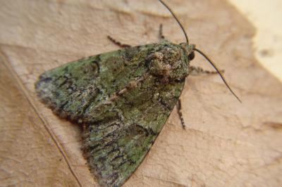 <i>Polyphaenis sericata</i>