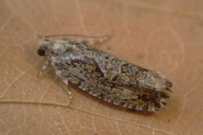 <i>Zeiraphera isertana</i>