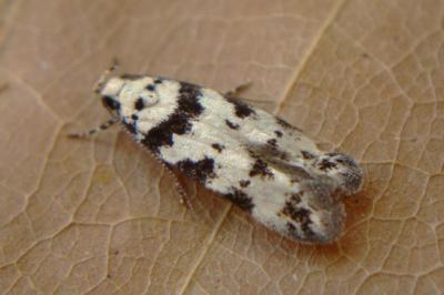 <i>Pseudotelphusa scalella</i>