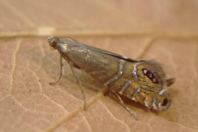 <i>Glyphipterix thrasonella</i>