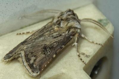 <i>Agrotis vestigialis</i>