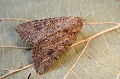 <i>Anarta trifolii</i>