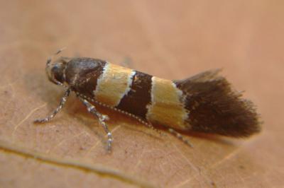 <i>Goidanichiana jourdheuillella</i>