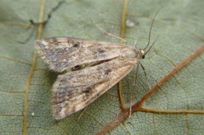 <i>Cataclysta lemnata</i>