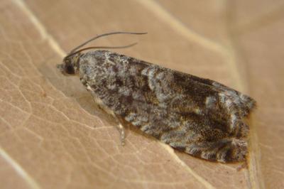 <i>Cydia fagiglandana</i>