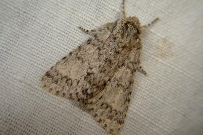 <i>Acronicta megacephala</i>